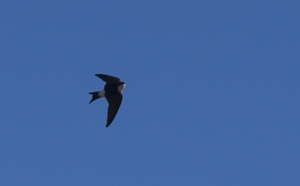 Common House Martin