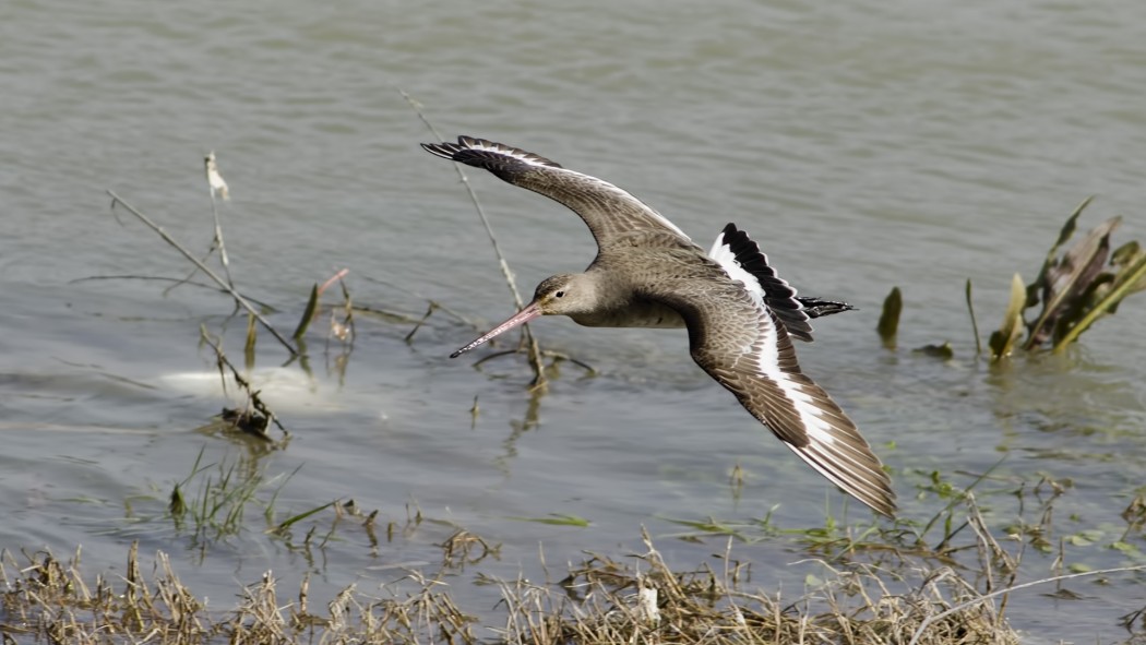 Black-tailed Godwit