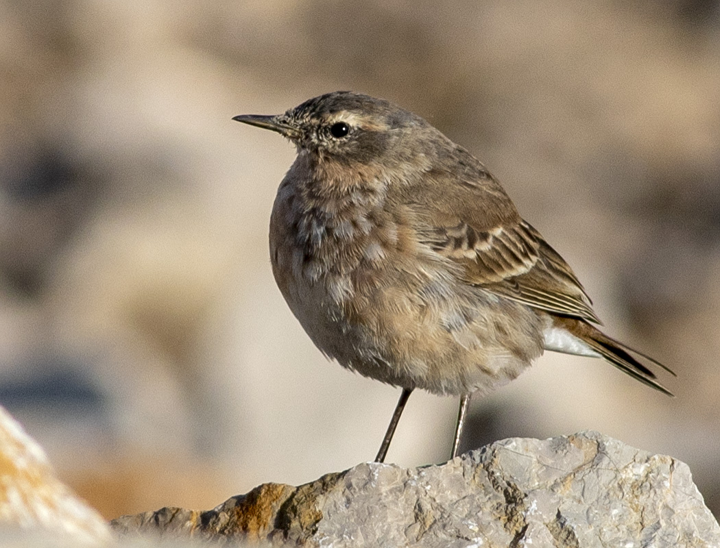 Water Pipit