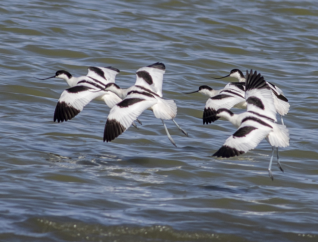 Pied Avocet