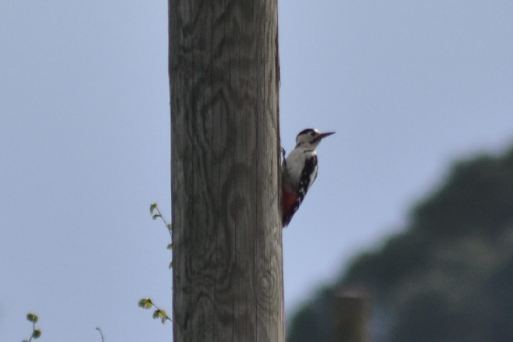Syrian Woodpecker