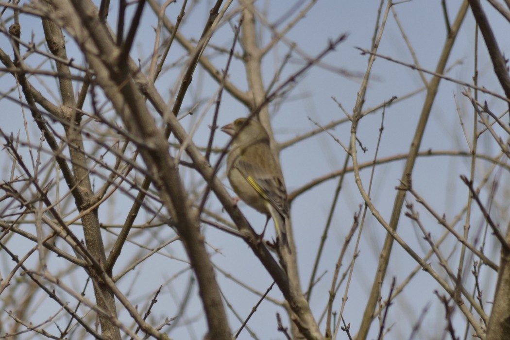 European Greenfinch