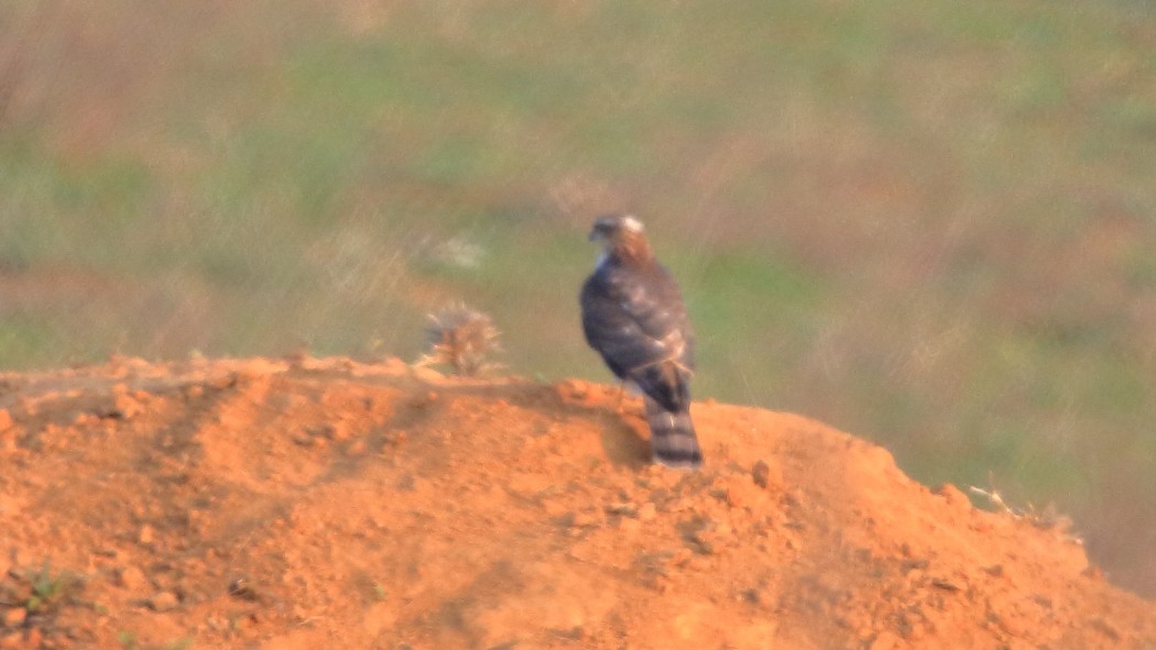 Eurasian Goshawk