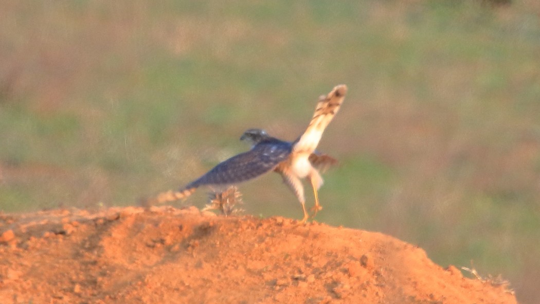 Eurasian Sparrowhawk