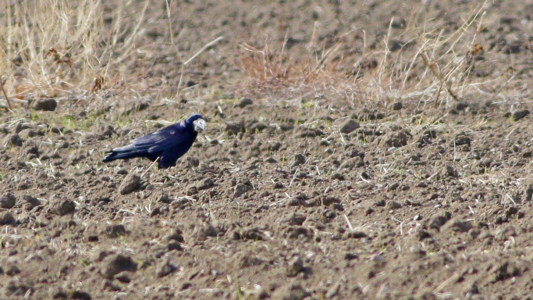 Rook
