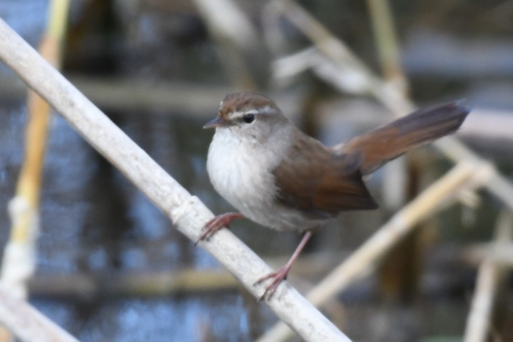 Cetti`s Warbler