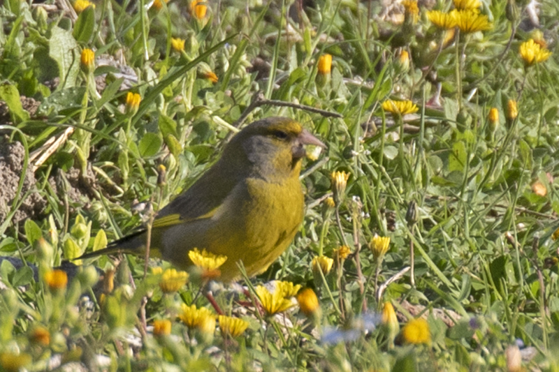 European Greenfinch