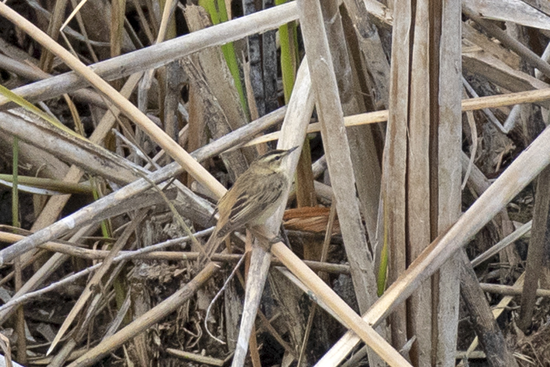 Sedge Warbler