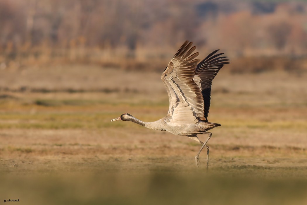 Common Crane