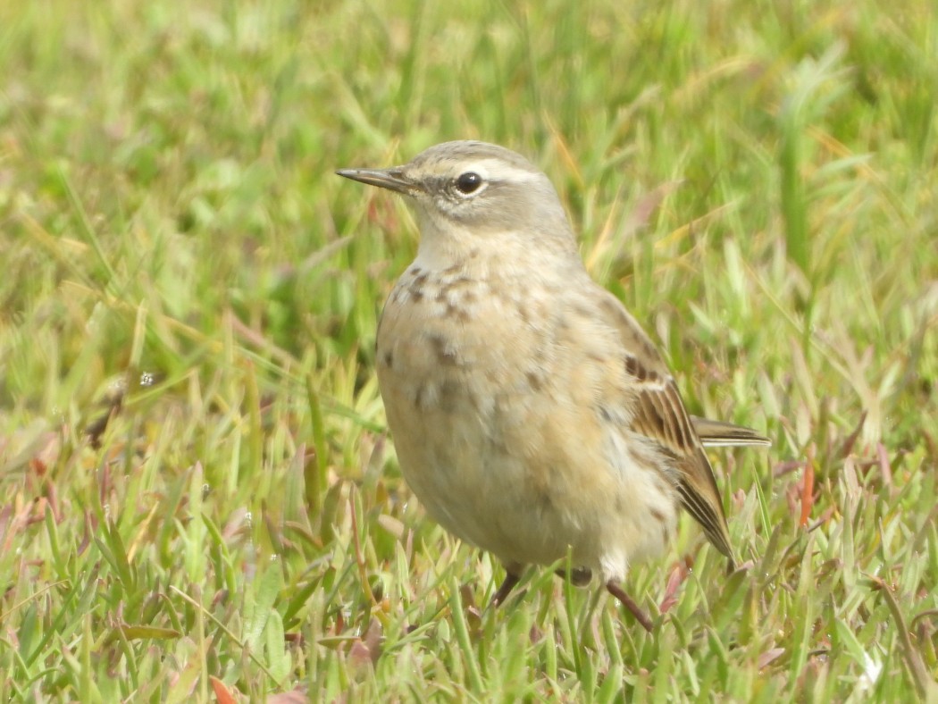 Water Pipit