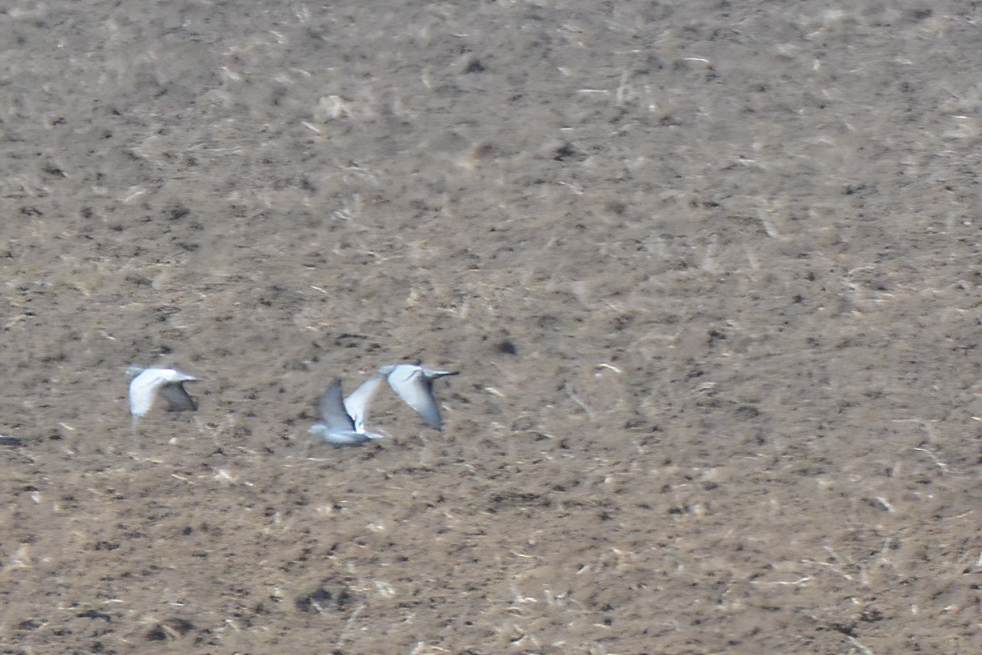 Rock Dove