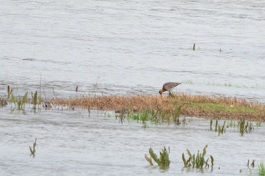 Black-tailed Godwit