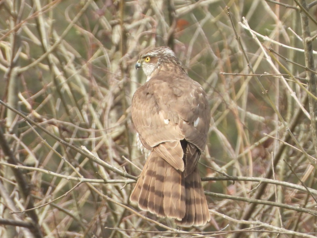 Eurasian Sparrowhawk