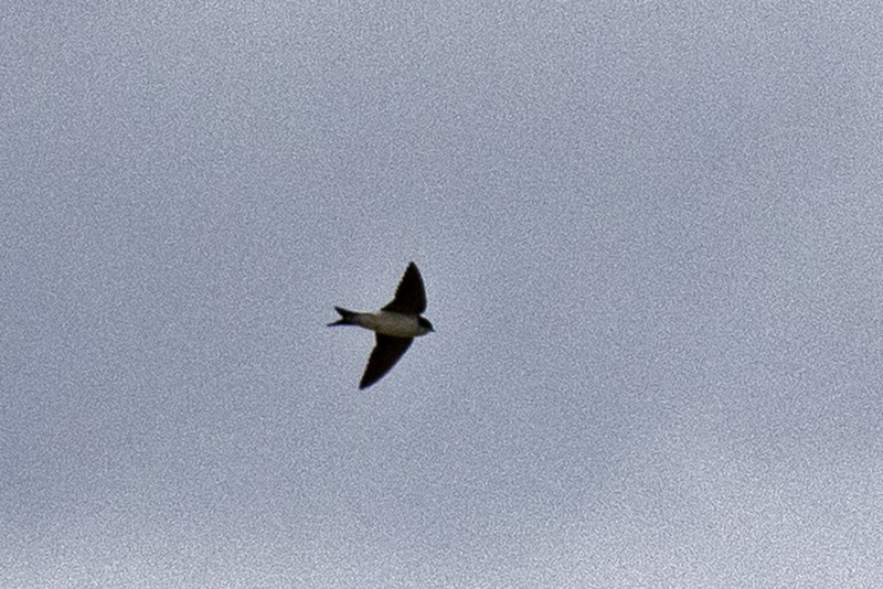Common House Martin