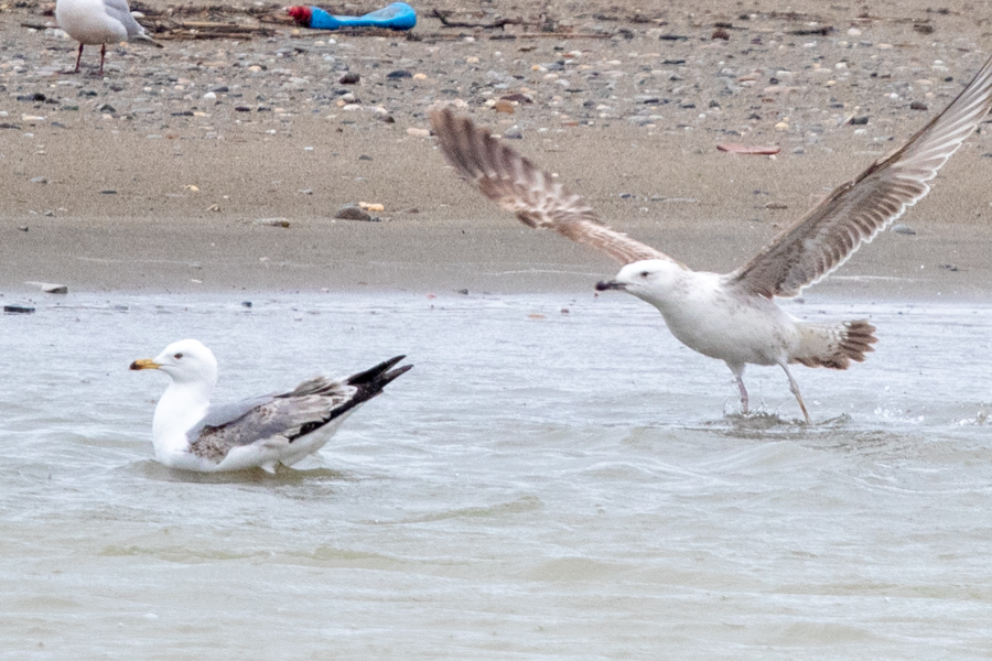 Armenian Gull