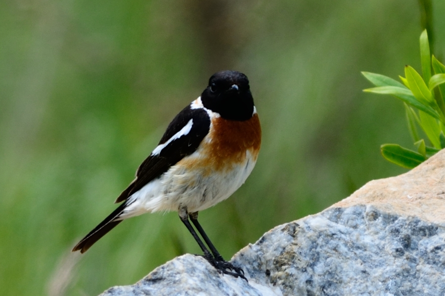 Siberian Stonechat
