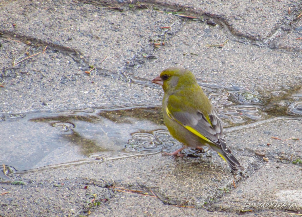 European Greenfinch