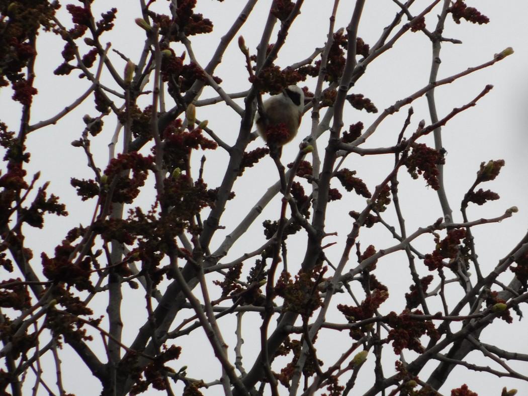Eurasian Penduline Tit