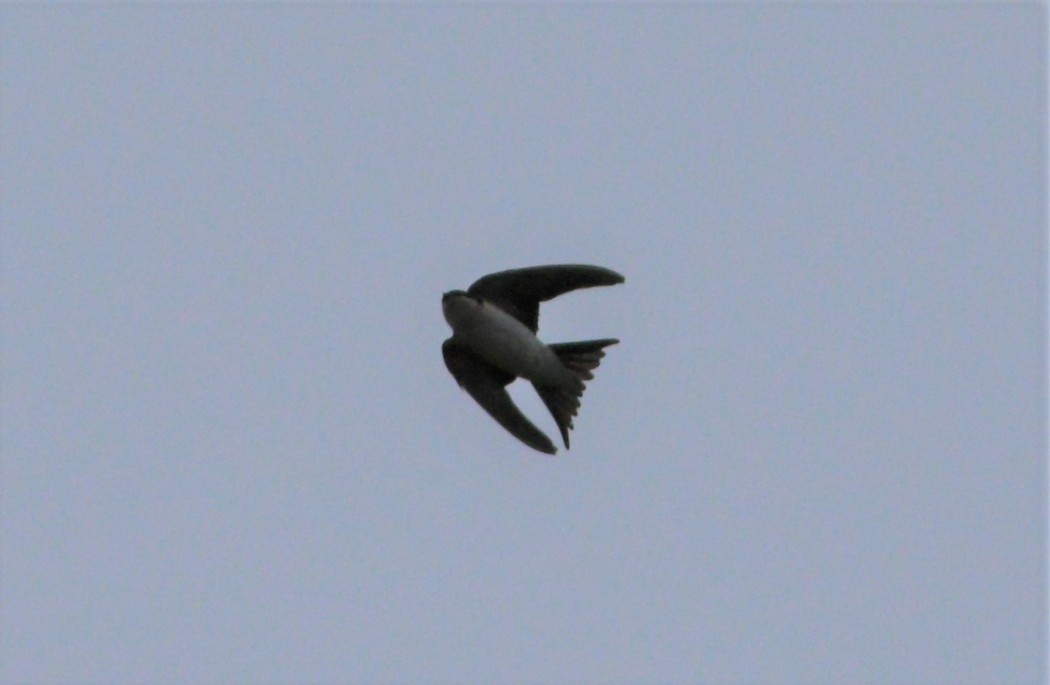 Common House Martin