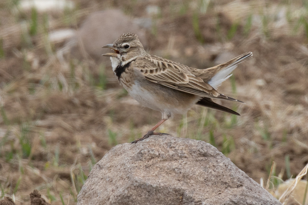Calandra Lark