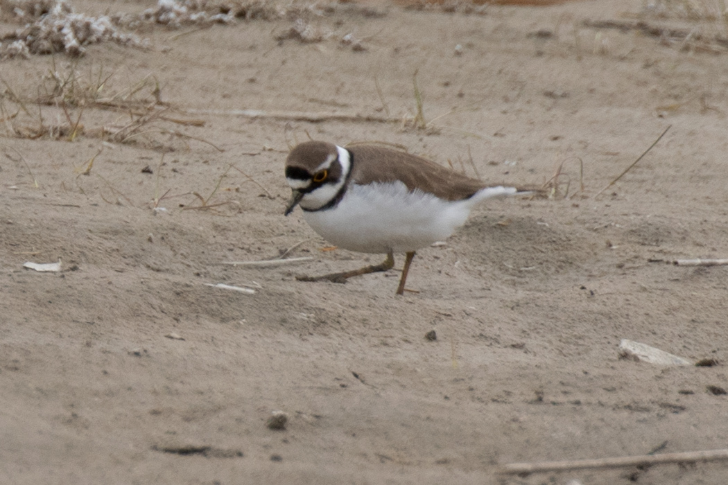 Little Ringed Plover