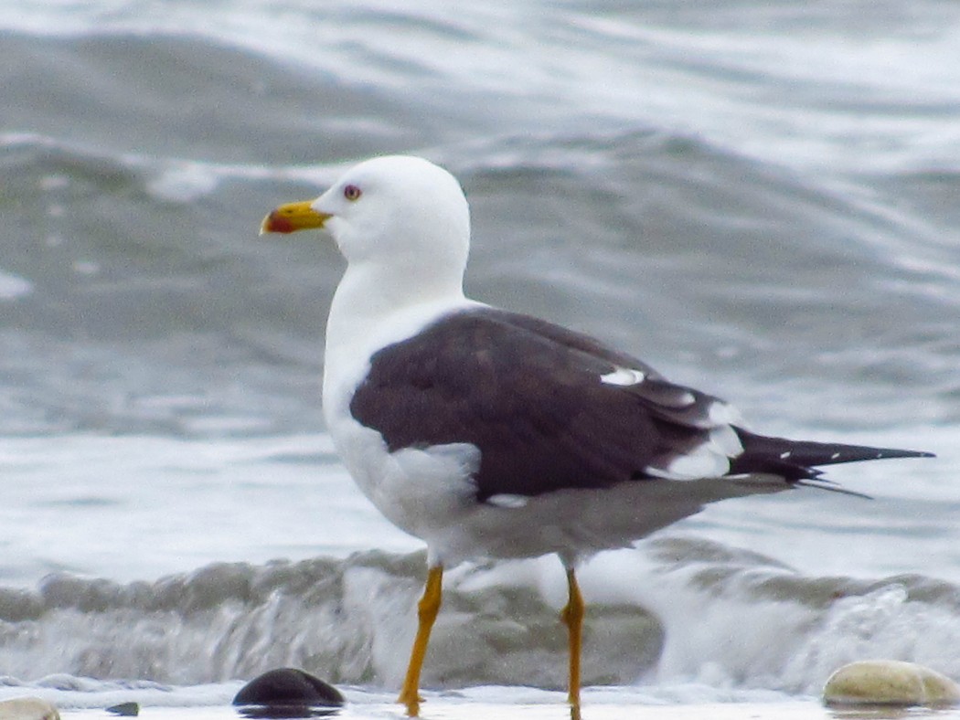 Lesser Black-backed Gull
