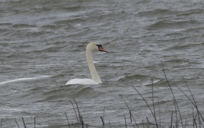 Mute Swan