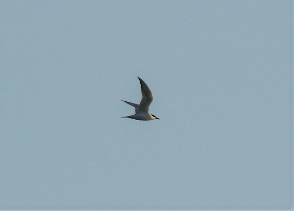 Gull-billed Tern