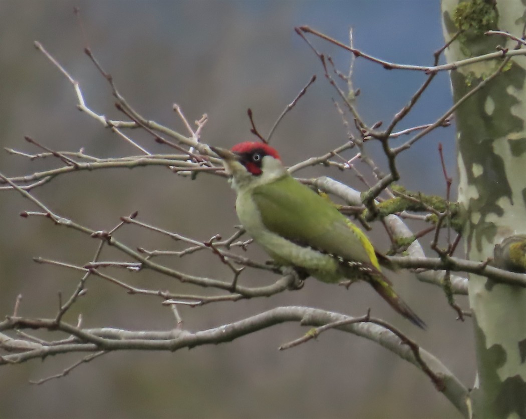 European Green Woodpecker