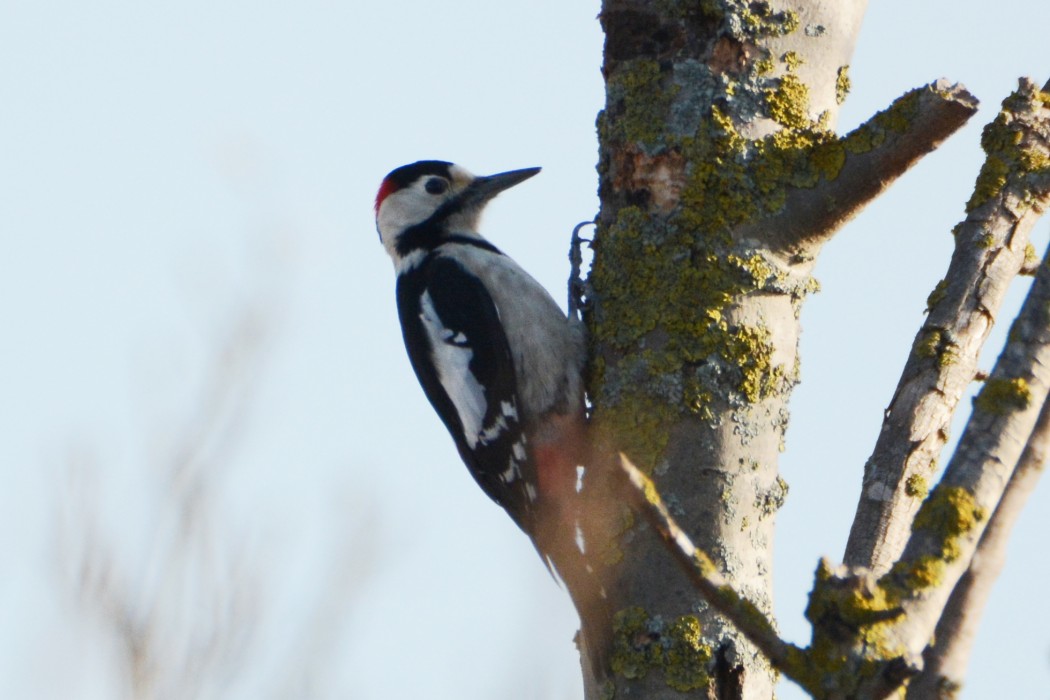 Syrian Woodpecker