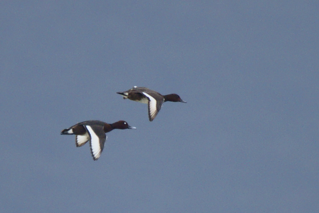Ferruginous Duck