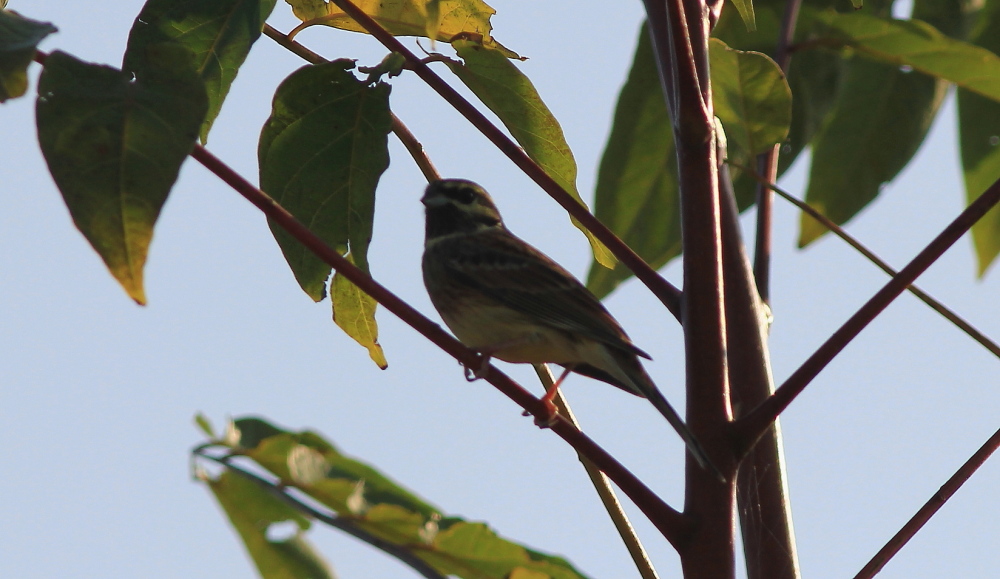 Cirl Bunting