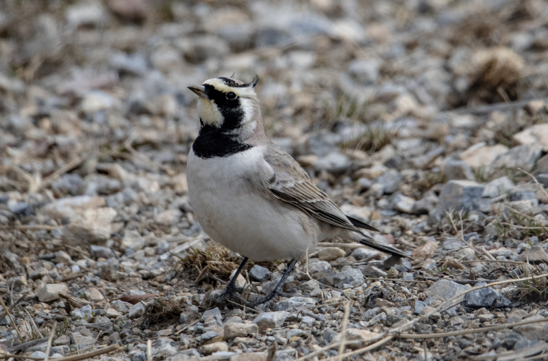 Horned Lark