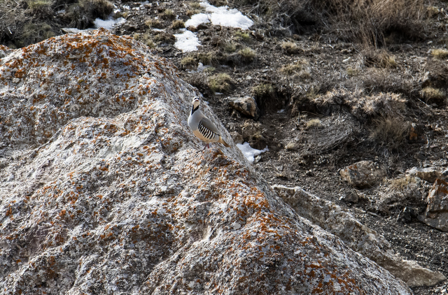 Chukar Partridge