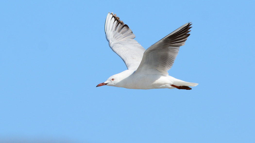 Slender-billed Gull