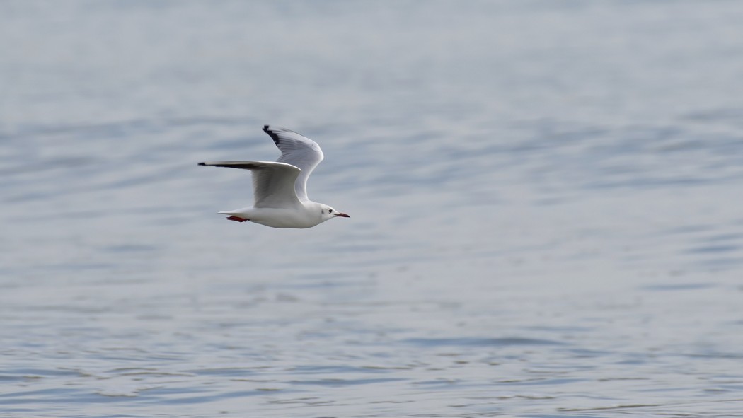 Slender-billed Gull