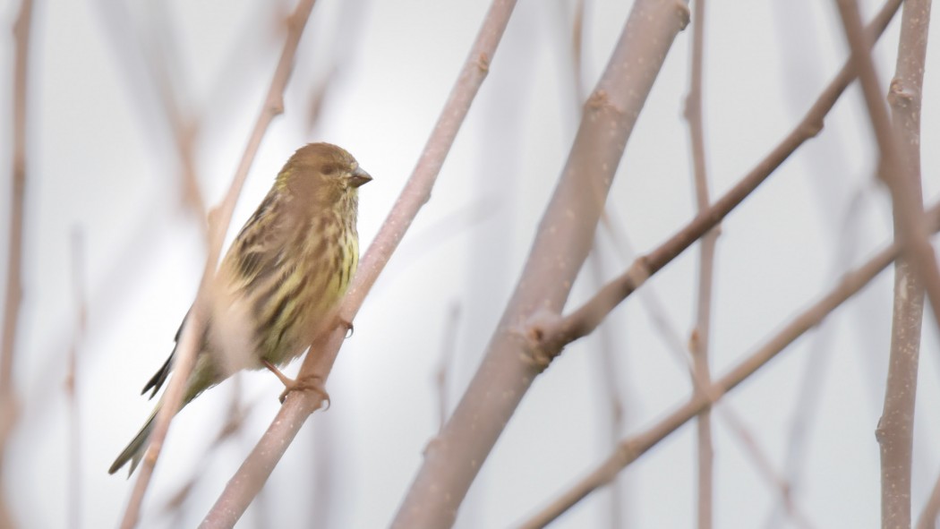 European Serin