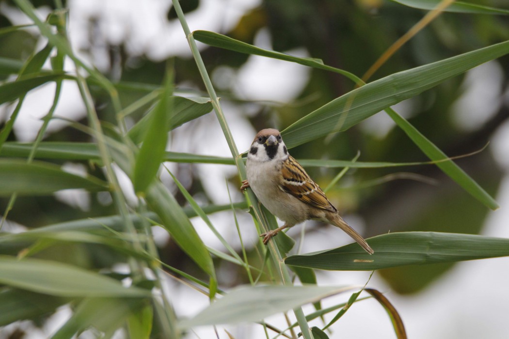 Eurasian Tree Sparrow