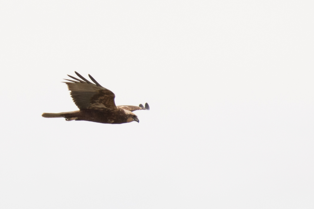 Western Marsh Harrier