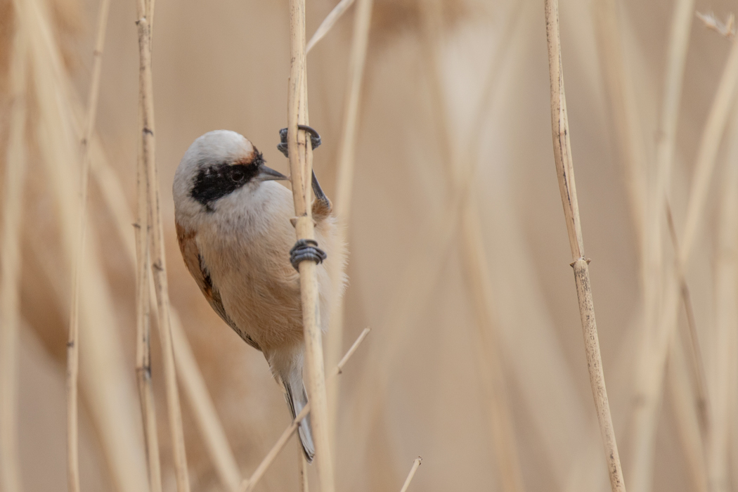 Eurasian Penduline Tit