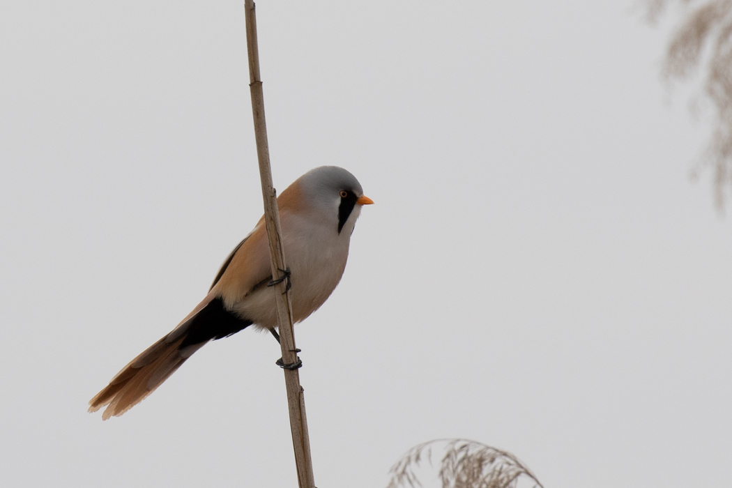 Bearded Reedling