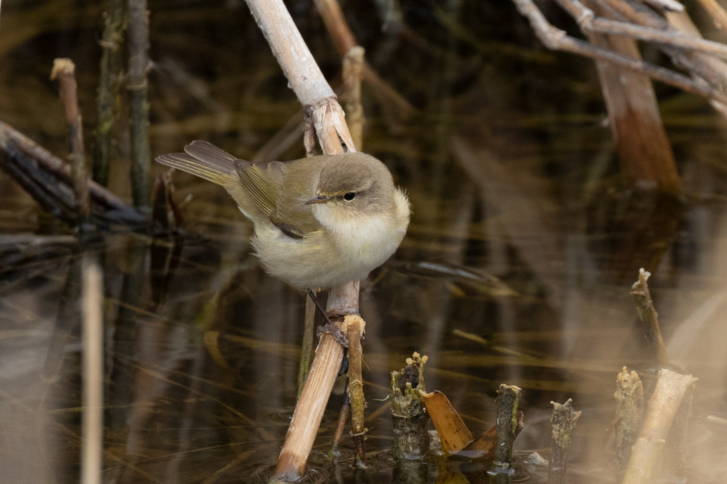 Common Chiffchaff