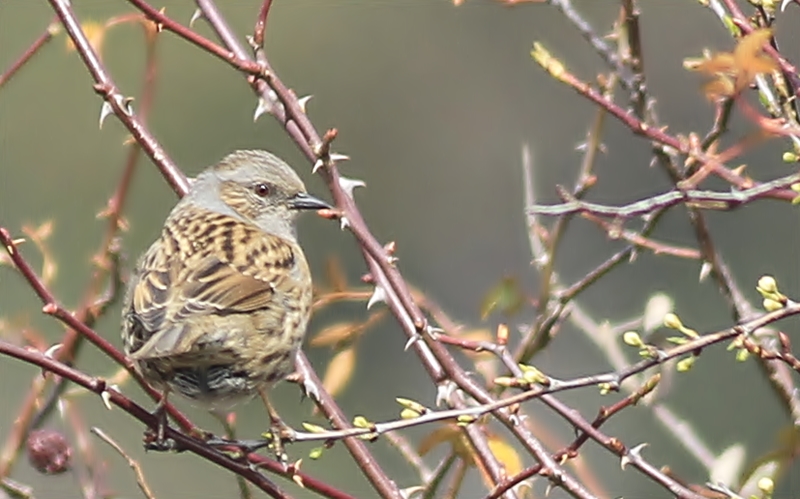 Dunnock
