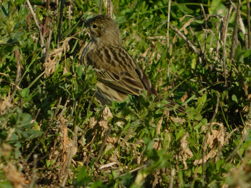 Meadow Pipit