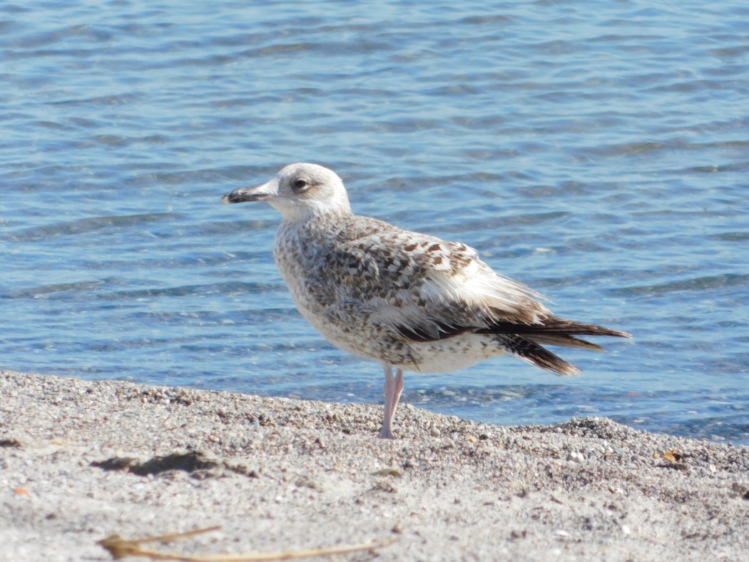 Yellow-legged Gull