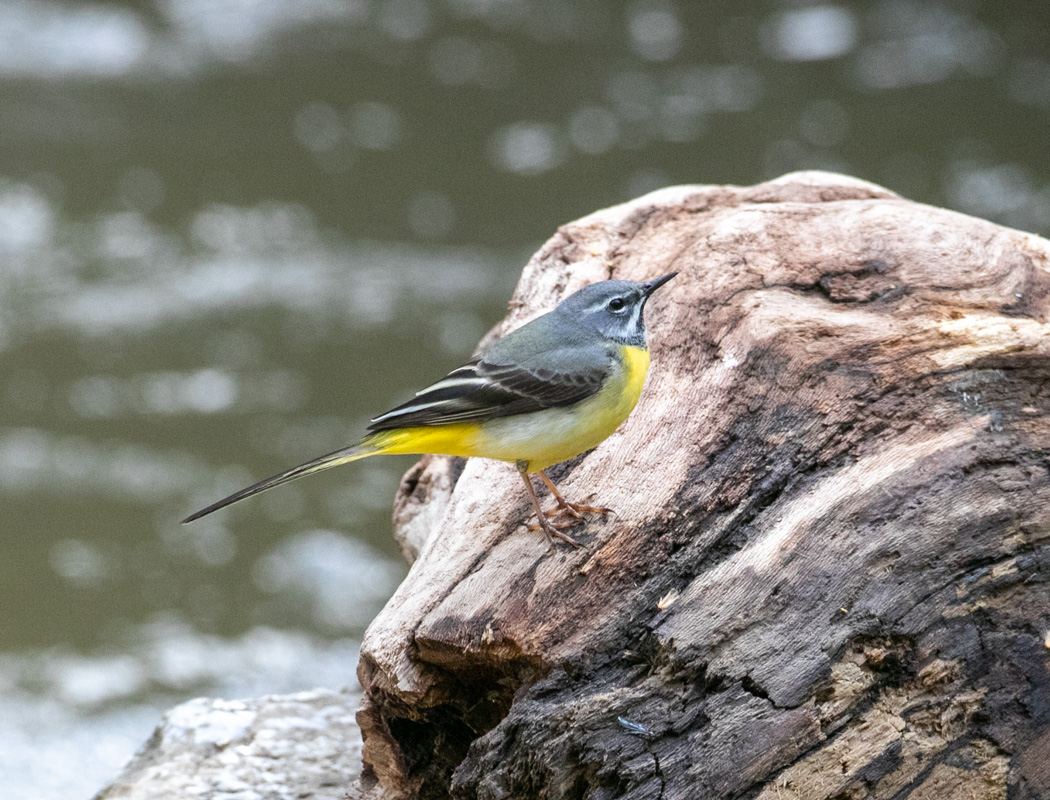 Grey Wagtail