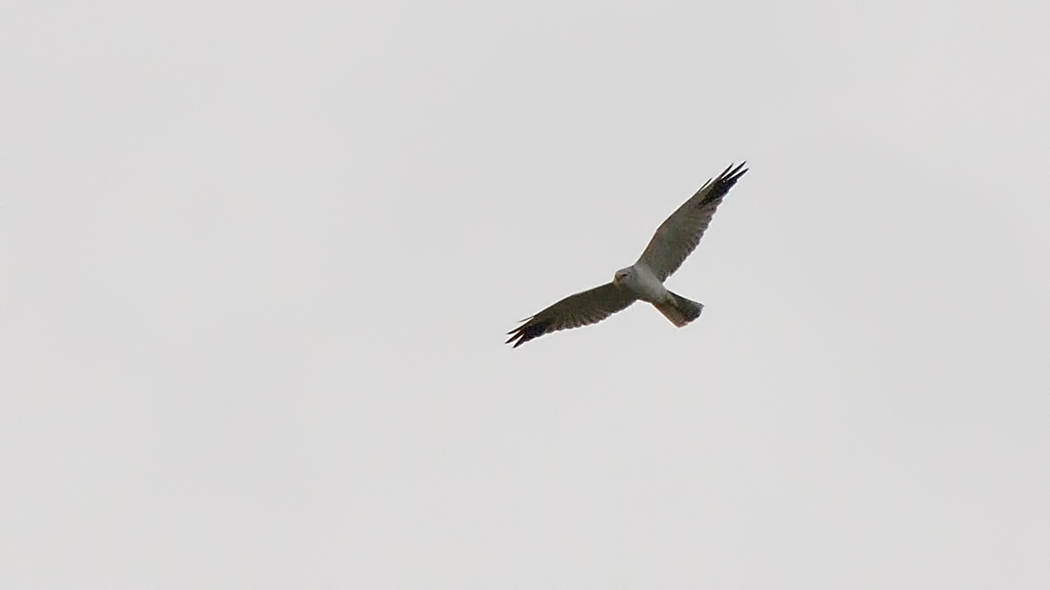 Pallid Harrier