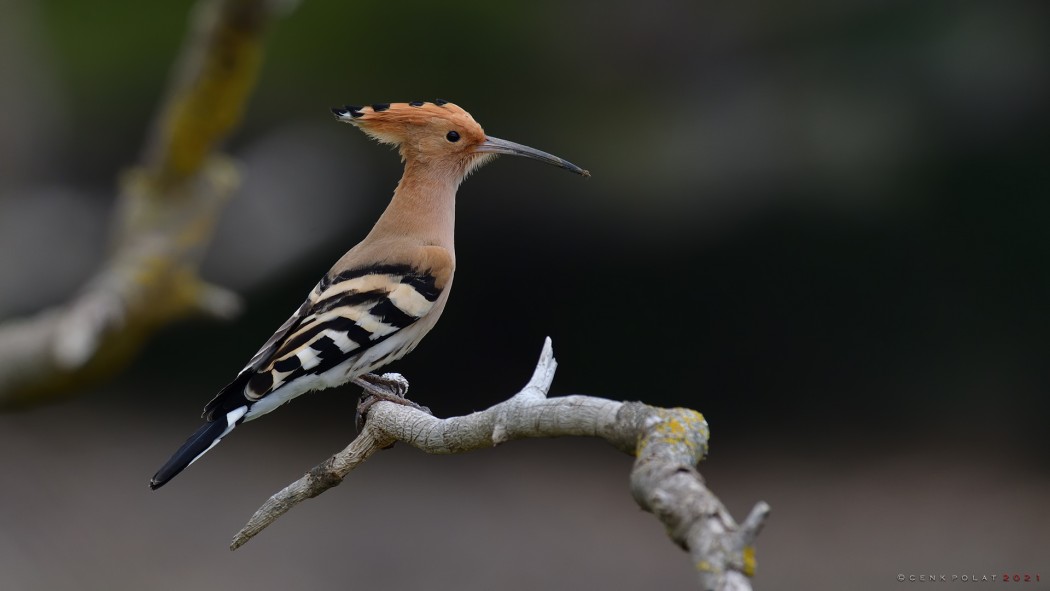 Common Hoopoe