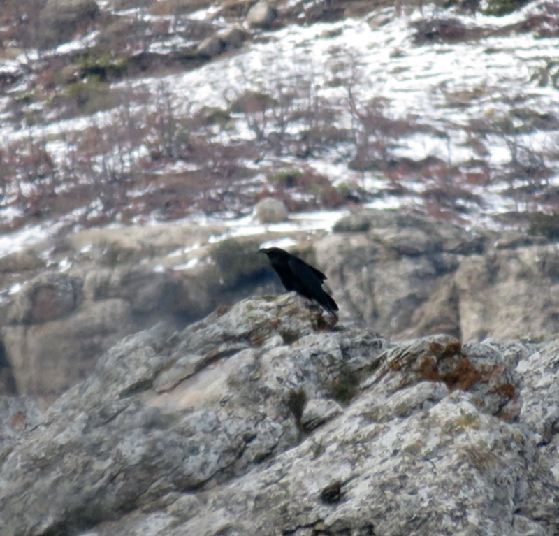 Northern Raven