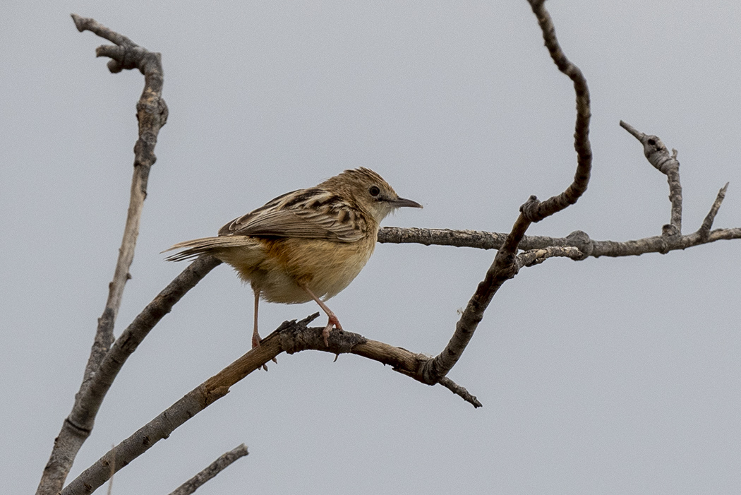 Zitting Cisticola